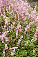 Polygonum vacciniifolium