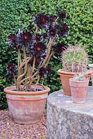 Aeonium arboreum 'Schwarzkopf' with millstone table, Cothay Manor, Somerset