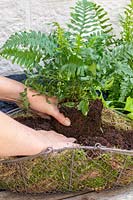 Planting basket with Fern