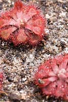 Drosera rubrifolia