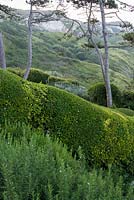 Privet hedges with lavender, rosemary and Scots Pines. Cliff House, Dorset, UK