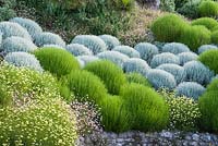 Repeated mounds of clipped Santolina chamaecyparissus and S. rosmarinifolia.  Cliff House, Holworth, Dorchester, Dorset, UK