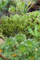 Aeoniums,  Euphorbia resinifera, Lotus berthelotii, agaves and aloes. Minack Theatre, Porthcurno, Penzance, Cornwall, UK