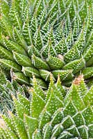 Aloe aristata var capitata