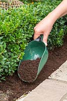 Adding mulch to Buxus hedge with plastic scoop. 
