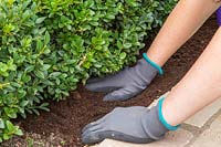 Woman firming down mulch with hands. 