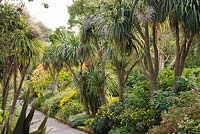 The mixed border with tree-like Cordyline australis - cabbage palms - underplanted with 
annuals and tender perennials such as salvias,
 and shrubs including fuchsias and yellow euryops
