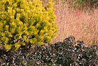 Winter interest border with Pinus mugo 'Winter Gold', Mahonia aquifolium 'Apollo' and Cornus sanguinea 'Midwinter Fire'. 
