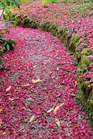Magenta carpet of fallen petals from Rhododendron 'Cornish Red' cover pathway. Lukesland, Harford, Ivybridge, Devon, UK.