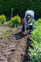 Woman sowing seed in allotment. Lukesland, Harford, Ivybridge, Devon, UK.
