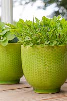 Sorrel microgreens in miniature pot. 
