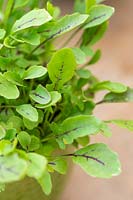 Sorrel microgreens in miniature pot