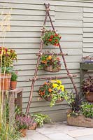 Wire baskets lined and planted with colourful bedding plant tied with rope to vertical hazel stick planter. 