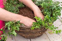 Woman planting creeping Mint and Hedera - Ivy - in hanging basket. 