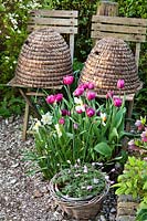 Display of beehives on chairs, Tulipa 'Purple bouquet' and Anemone blanda 'Violet Star'