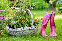 Basket of flowers and herbs ready to plant in bed