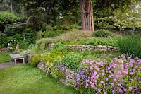 Terraced slope beneath an old yew tree planted with pink Phuopsis stylosa, campanula, irises and geraniums at the Old Rectory, Netherbury, UK. 