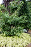 Ginkgo biloba 'Saratoga' underplanted with Hakonechloa macra 'Aureola' 