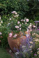 Rosa 'Wildeve' in container. Best of Both Worlds, Sponsored by BALI, Hampton Court Flower Show, 2018.