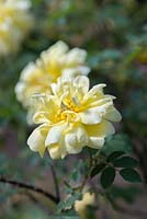 Rosa spinosissima 'Harrisonii' 
