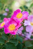 Rosa canina 'Hibernica'