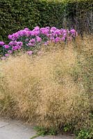 Deschampsia cespitosa 'Goldtau', tufted hair grass