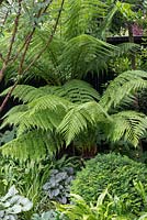 Tucked away in a shady corner, a tree fern, Dicksonia antarctica, dominates a mixed border. 