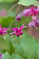 Epimedium 'Never The Red Rooster' 