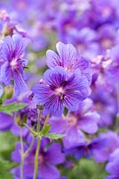 Geranium magnificum - purple cranesbill 