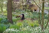 Otter sculpture in woodland border. 