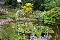 A stone-edged waterlily pond planted with various bog plants such as 
Rheum, Hosta, Iris 