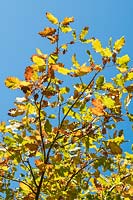 Quercus hartwissiana - Oak 