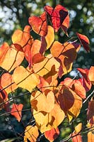 Cercis canadensis 'Forest Pansy' - Redbud 'Forest Pansy'