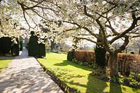 White cherries form a blossomy canopy over the path at Plas Brondanw, Penrhyndeudraeth, Gwynedd, Wales