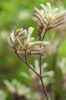 Anigozanthos flavidus