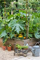 A raised bed made with wooden planks planted with yellow courgettes.