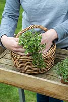 Woman planting a basket with variegated thyme - Thymus pulegiodes 'Foxley'.