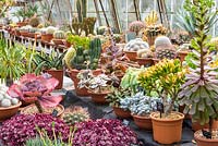 A collection of mature succulents and cacti, at Ottershaw Cacti.