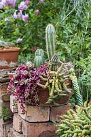 Crassula rupestris 'Hottentot' with Crassula pellucida and prickly cacti.