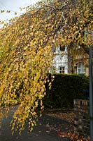 Betula pendula 'Youngii' - Young's weeping birch