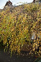 Betula pendula 'Youngii' - Young's weeping birch