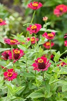 Zinnia elegans Molotov Mixed