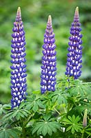 Lupinus 'King Canute' - Lupin 'King Canute'