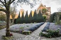 View of clipped topiary pyramids in winter garden. York Gate garden, Leeds, UK. 