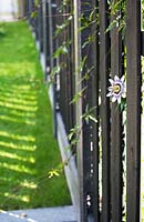 View along black wooden fence with Passiflora - Passion flower - poking through gap in fence. 
