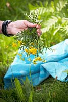 PIcking Tanacetum vulgare