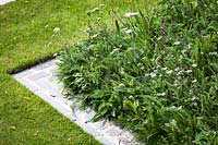 Edge of a border planted with wild flower turf. Garden Design by Peter Reader Landscapes.