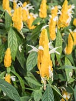 Pachystachys lutea - Golden Shrimp Plant