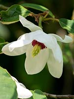 Magnolia wilsonii AGM - Wilson magnolia