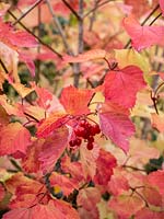 Viburnum opulus 'Compactum' - Guelder Rose with berries